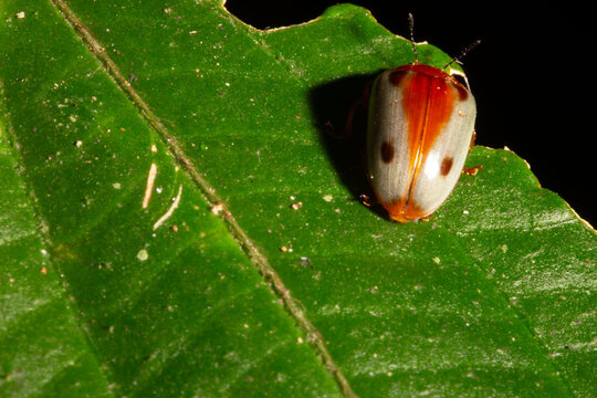 Besouro de cor amarela sobre folha verde de planta. 