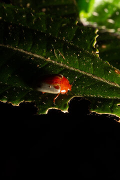 Besouro de cor amarela sobre folha verde de planta. 