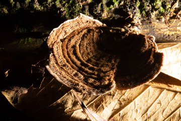 Cogumelo orelha de pau crescendo em tronco de árvore.  © Luiz Leite