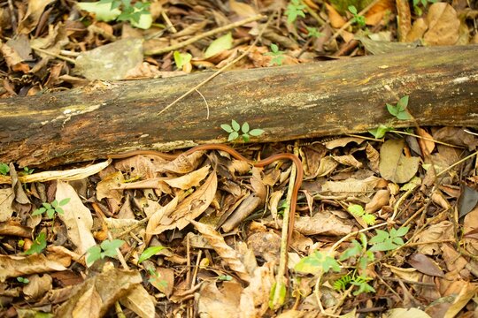 Cobra rastejando em flora seca na floresta. 