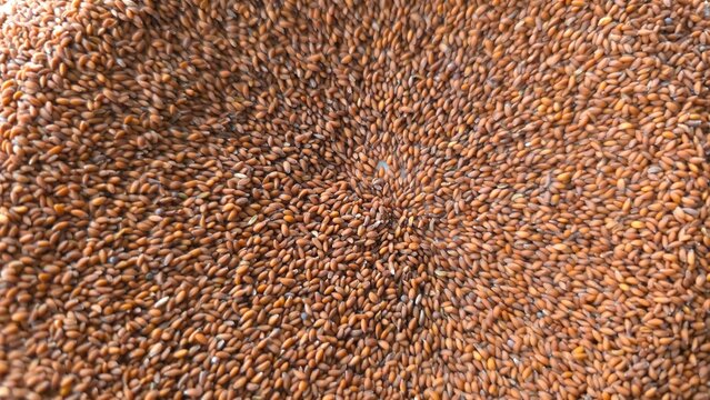 Garden Cress Seeds Halim Seeds Aliv Chandrashoor in Bowl