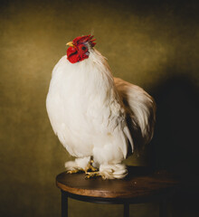 A Rooster in a studio © MStocks