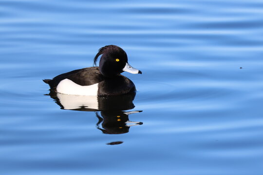 the male tufted duck (Aythya fuligula)