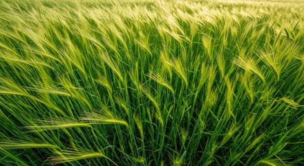 Fototapeta premium Close-up of lush green field of wheat swaying gently in the wind under warm sunlight