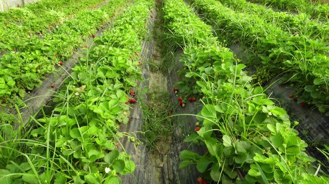 Plastic box full of strawberry between bushes on the farm. Harvest organic strawberry farm, berries, Fresh Strawberries in the box and in the background the lines of a strawberry plant in the field.