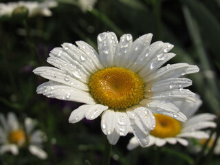white daisy flower