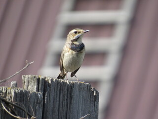 great tit parus major