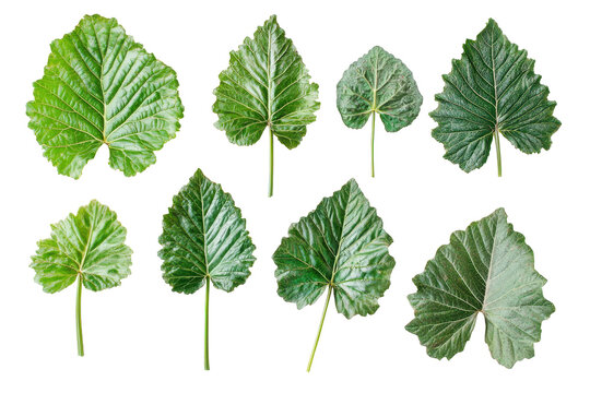 Collection of gunnera grape leaves isolated on transparent background. Fresh organic gunnera leaves set on white background.