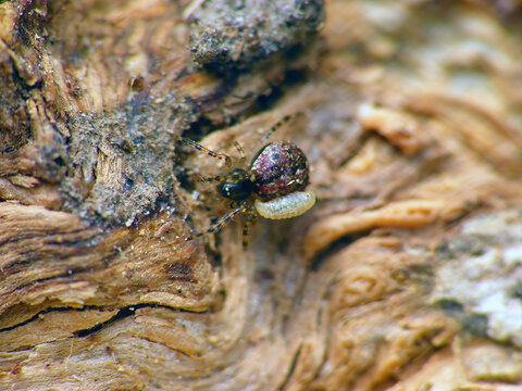 A spider with a parasitic Ichneumonid wasp larva on its back. A parasitoid of spiders.