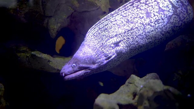 Close up of a large leopard eel head underwater swimming around a coral reef