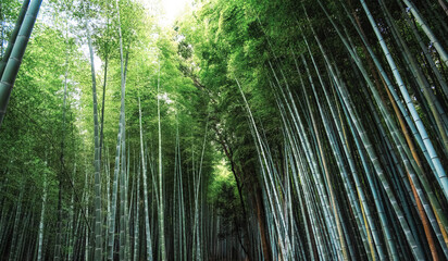 Enchanting Bamboo Forest at Arashiyama in the Prefecture of Kyoto in Japan, Asia © atosan