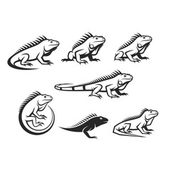 Set of Iguana Illustrations in Various Poses.