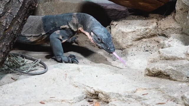 Close up of a large lizard catching grasshoppers and eating them in the desert around rocks ona cloudy day