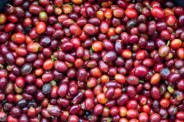 Top View of Freshly Harvested Red Coffee Cherries, High Quality Organic Arabica Coffee Beans After Picking in a Tropical Plantation.