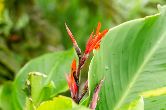 Bright Orange Canna Indica Flower Bud with Large Green Leaves, Tropical Botanical Plant Growing in a Summer Garden with Natural Sunlight.