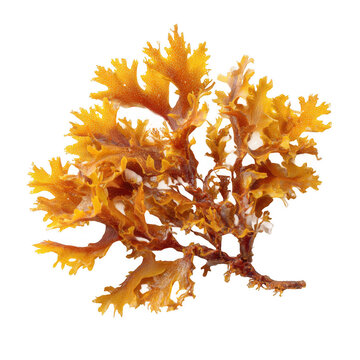sargassum brown algae isolated [Transparent Background PNG].