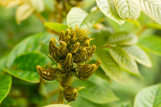 Close-up of African Tulip Tree buds (Spathodea campanulata) covered in dew drops, native tropical foliage, soft natural lighting.