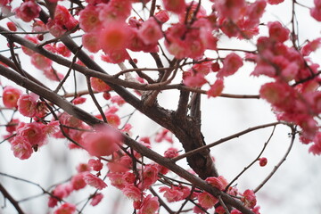Vibrant red plum blossoms blooming on branches in early spring close-up
