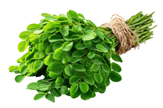 Fresh bunch of moringa leaves tied with natural twine isolated on transparent background. Fresh moringa leaves bunch tied with jute string isolated on white background.
