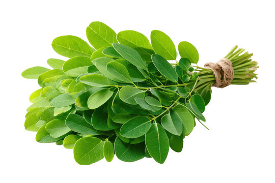 Fresh moringa leaves bunch isolated on transparent background. Fresh moringa leaves tied in a bundle with twine isolated on white background.