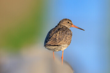 common redshank tringa totanus in farmland during sunset