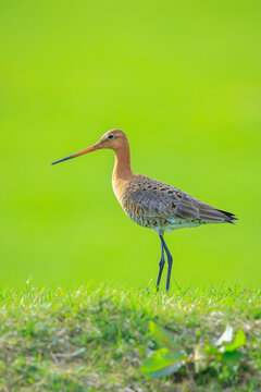Black-tailed godwit Limosa Limosa foraging in a green meadow
