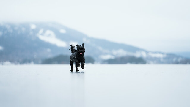 Bolonka dog dressed for winter