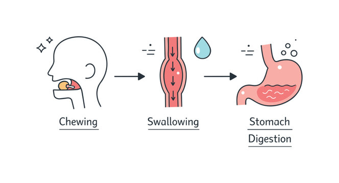 Food digestion in the body. A focused scene illustrating the journey of food from mouth to stomach using simple arrows and symbols. Calm