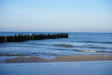 Kormorane auf Buhnen in der polnischen Ostsee