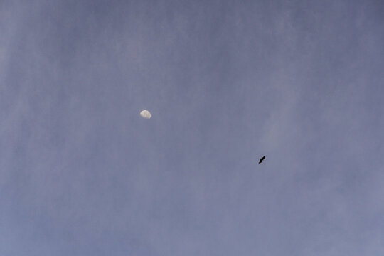 Minimalist sky scene featuring a lone bird in flight near the moon, captured against a soft blue-gray backdrop with plenty of copy space.
