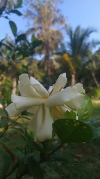 White Gardenia Flower Blooming in Tropical Garden with Soft Natural Bokeh
