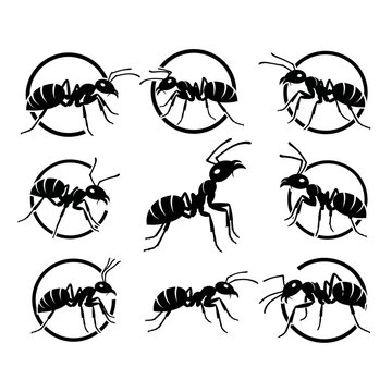 Set of Ant Silhouettes in Circles and Isolated.