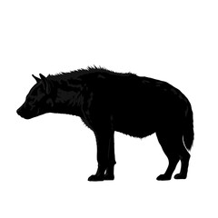 Fototapeta premium Silhouette of a Hyena Standing Profile View.