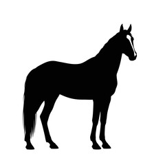 Obraz premium Silhouette of a majestic horse standing proudly.