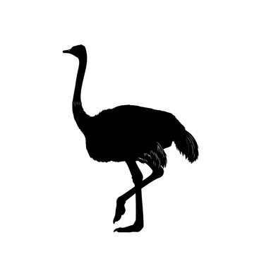 Silhouette of an Ostrich walking 1.