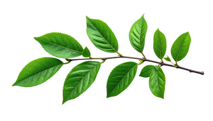 Fototapeta premium A branch with several vibrant green leaves against a black background