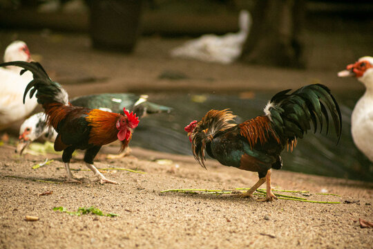 Galos brigando em galinheiro de parque da cidade de S&atilde;o Paulo. 