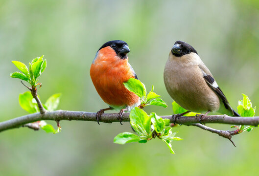 two little birds perching on branch of tree on green background. Male and female bullfinch
