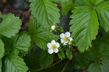Kwiaty poziomki w zbliżeniu © Ewa