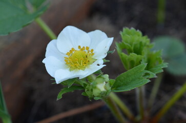 Kwiaty poziomki w zbliżeniu © Ewa