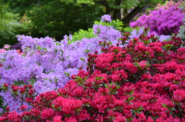 Kolorowe rododendrony i azalie w Arboretum © Ewa