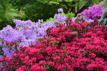 Kolorowe rododendrony i azalie w Arboretum © Ewa