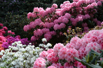 Kolorowe rododendrony i azalie w Arboretum © Ewa