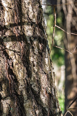 Obraz premium Detailed view of tree trunk shadowed by dappled foliage atmosphere, An intimate shot of tree bark with subtle shadows and surrounding soft greenery for nature stories and campaigns