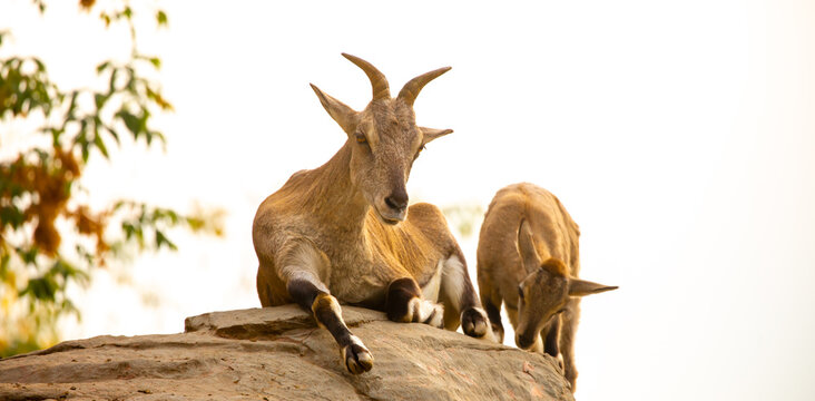 A wild ibex. A markhor (Capra falconeri), a wild goat native to Central Asia, the Karakoram, and the Himalayas, sits atop a cliff. Males have tightly curled, corkscrew-shaped horns up to 160 cm long.