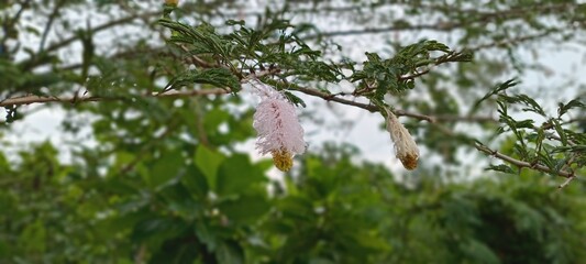 Fototapeta premium The kapok flowers hang gently on the branches, against the backdrop of lush green leaves and skylight, creating a calm, serene, natural tropical atmosphere in a quiet rural garden.