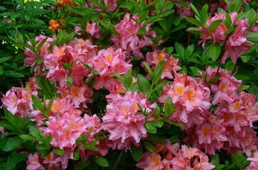 Obficie kwitnąca azalia w odcieniu łososiowym © Ewa