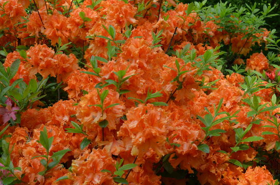 Pomarańczowe azalie w Arboretum w Wojsławicach