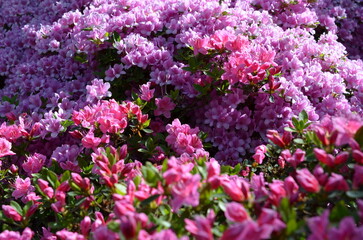 Różowe azalie i rododendrony w pełnym kwitnieniu © Ewa