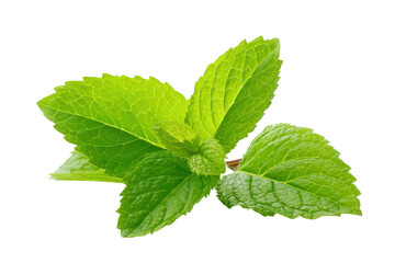 Fresh mint leaves isolated on transparent background. Fresh green mint leaves isolated on white background.